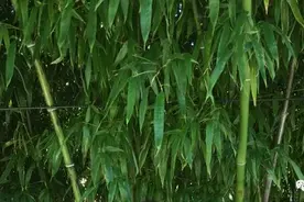紫竹院公园图片
