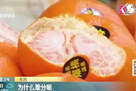 您分得清柑橘橙吗？正值吃柑橘的好时节，看形尝味如何辨视频封面