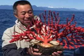 日本红珊瑚打捞纪实, 为什么他们将珊瑚宝石保护得这么好？图片