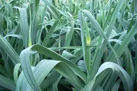 蒜薹的高效种植技术及管理要点图片