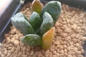 记录多肉生长的每一天，从小到大的鉴证图片