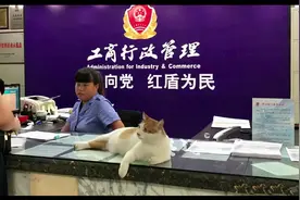 流浪猫被抱到工商所，凭着捉鼠和调解纠纷，一路开挂成为了公务员图片
