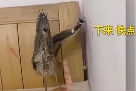 广西女子家中飞来“怪鸟”，会扶墙摆造型，似乎有“社交牛掰症”图片