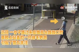 欲哭无泪！上海一女子带鹦鹉上街！结果养了6年的鸟被充公图片