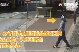 欲哭无泪！上海一女子带鹦鹉上街！结果养了6年的鸟被充公图片