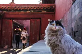 故宫有200只猫，为什么你去了一只都看不到？图片
