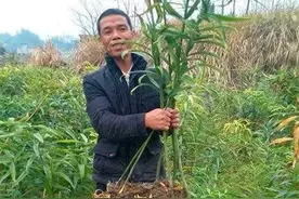 人工种植8元一斤，市场需求巨大，亩产2500斤，为啥农民不愿种？图片