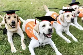 关于导盲犬，我们知道的还是太少了图片