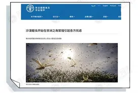 蝗虫太逆天了：群居就变态，雌虫还能自己生娃图片