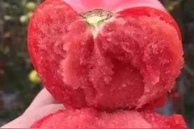 这种番茄曾风靡80到90年代，市场淘汰很难买到，但吃起来味道真好图片