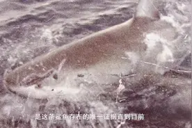 超级大白鲨“潜水艇”：诡异的暗海狂鲨，一个关于大白鲨的迷信图片