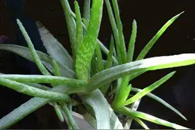 芦荟这么浇水，不烂根，不干瘪，又绿又肥，新芽直冒！图片