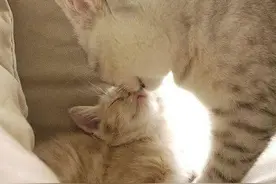 小猫和它的喵妈妈，每一张都很有爱图片