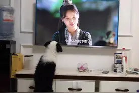 我家有一只爱看电视的狗图片