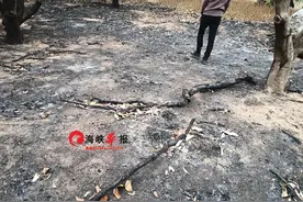 龙海浮宫：多户村民山林果树疑似遭人多次纵火图片