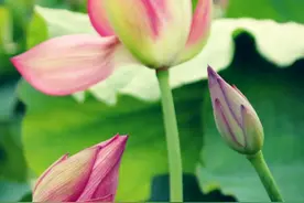 莲开百亩，“荷”你有约 ——来腾冲荷花，开启一场“误入藕花深处”之旅图片