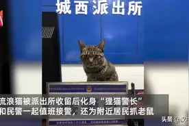 按时上岗，能抓老鼠丨民警收留的猫变身狸猫警长图片