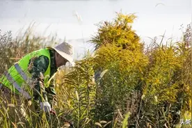 外来入侵物种，除了加拿大一枝黄花、小龙虾，你还知道哪些？图片