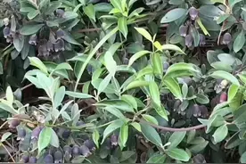 来，跟我一起学讲梧州藤县话吧图片