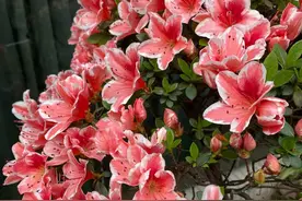 茶花、栀子花、杜鹃花，最爱掉苞黄叶，教你一招解决！图片