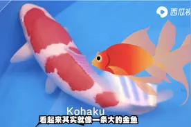 这条锦鲤卖了180万美金！日本人有多痴迷于锦鲤？西瓜视频真相图片