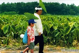 当我们发现父母不容易，才算成熟了：20年后的《菊次郎的夏天》图片
