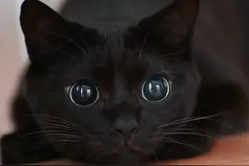 黑豹比黑猫凶猛？看完这15张图对比，感觉没多大区别图片
