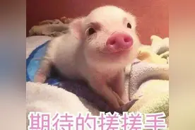 在网上买了只长不大的宠物猪，一年后喂成这样，男子气的找店家赔图片