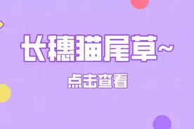 长穗猫尾草图片