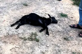 福建4米巨蟒进家生吞山羊，是国家保护动物，被蟒蛇咬死有赔偿吗图片