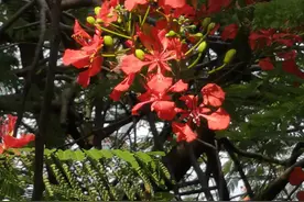 三亚真的走上不归路，原住民和外地人纷纷逃离吗？图片