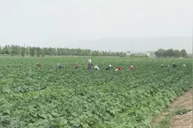 高台：大力发展劳务经济 持续增加农民收入图片