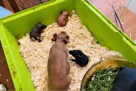 小猪猪诞生啦，顺便安利一下它们的南美秘闻图片