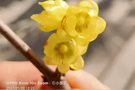 这种花朵提炼的香料，在国际市场上1克相当于5克黄金的价格。图片