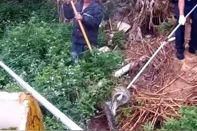 广西一蟒蛇进村咬死3只大鹅，村民：惹不起，是国家一级保护动物图片