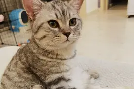 对于我养猫以来的一些小总结图片
