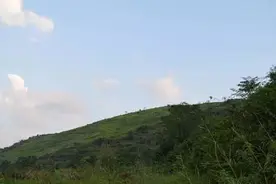 童年的那些野果，你认得几种？图片