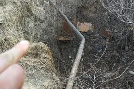 绿化水管破裂   上万株树木没水喝 记者跑腿帮忙解决图片