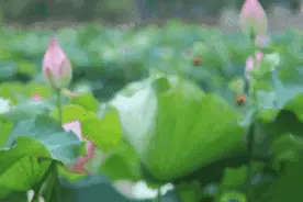 赏荷正当时④｜赏荷精品旅游线路，“荷”你相约去赏荷吧！图片