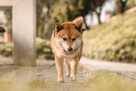 狗狗总舔你的手脚，是想告诉你这些事，你别不知道图片