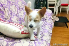 网友看到给柯基穿着衣服，准备给它脱掉，突然听到“住手”图片
