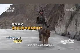 加勒万河谷中解放军英勇的军犬叫毛毛 冲突中被石头砸伤图片