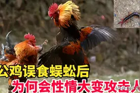 误食五毒之一的蜈蚣后，公鸡为何会主动攻击人？图片