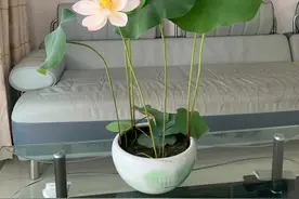 阳台也能养的荷花—白衣仙子1号，仙气十足，丰花勤花，图片