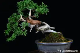 微型盆景柏树，舍利杆突出美感，“6个角度”多面呈现盆景之美图片