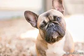 世界上名贵犬种清单（二）图片