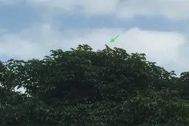 人们自己发明的，麝香追风膏用于晕车晕船的新妙用图片