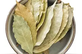 做调料的香叶是什么树的叶子，在哪里可以种植？图片