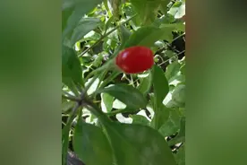 盆栽的枸杞，己结果图片