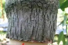 俗话说：“果树割一刀，产量翻倍高”，是何道理？啥时候割好？图片